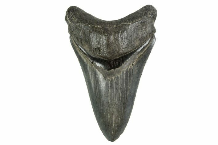 Serrated, Fossil Megalodon Tooth - Georgia #338748